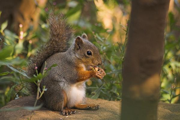 Name:  Squirrel_with_nut.jpg
Views: 136
Size:  34.0 KB