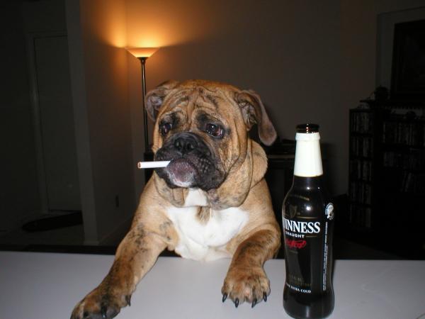 Name:  dog-drinking-beer.jpg
Views: 241
Size:  24.6 KB