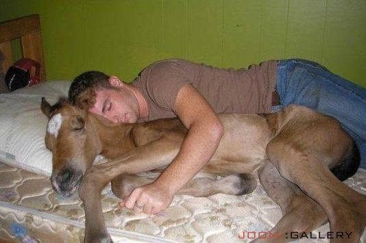 Name:  Sleeping-with-horse-funniest-passed-out.jpg
Views: 182
Size:  30.8 KB