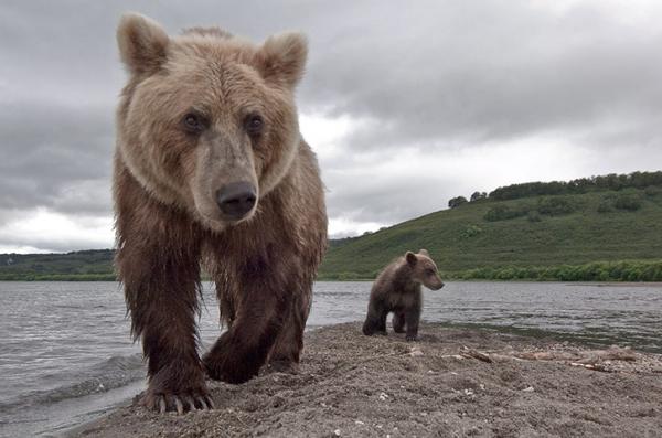 Name:  Wild-bears-hunting-for-sa-045.jpg
Views: 132
Size:  36.4 KB