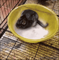 Name:  rolling in it.gif
Views: 92
Size:  1.93 MB