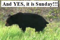 Name:  bear in woods sunday.jpg
Views: 60
Size:  23.6 KB