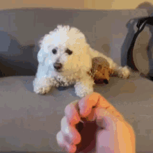 Click image for larger version  Name:	dogsoftheworld-dogs.gif Views:	0 Size:	601.2 KB ID:	29905645