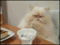 Click image for larger version

Name:	qkDqh.gif
Views:	182
Size:	1.99 MB
ID:	29104620