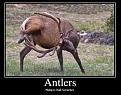 Click image for larger version

Name:	Antlers.jpg
Views:	105
Size:	64.0 KB
ID:	29106763
