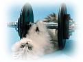 Click image for larger version

Name:	cat-exercise.jpg
Views:	59
Size:	22.7 KB
ID:	29136245