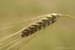 barley's Avatar