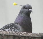 Pigeon Psychosis's Avatar