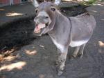 Donkey's Avatar